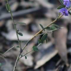 Hovea heterophylla at Mongarlowe, NSW - suppressed