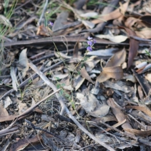 Hovea heterophylla at Mongarlowe, NSW - suppressed