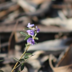 Hovea heterophylla at Mongarlowe, NSW - suppressed