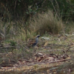 Cinclosoma punctatum at Mongarlowe, NSW - 6 Sep 2020