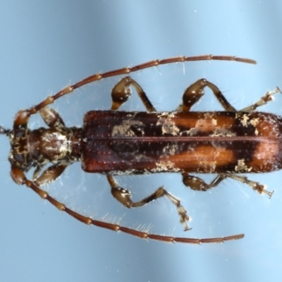 Tessaromma undatum (Velvet eucalypt longhorn beetle) at Ainslie, ACT - 4 Sep 2020 by jb2602