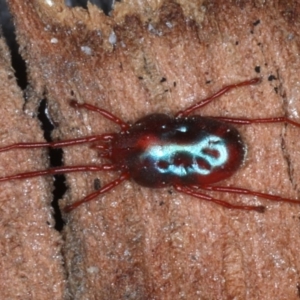 Rainbowia sp. (genus) at Majura, ACT - 4 Sep 2020