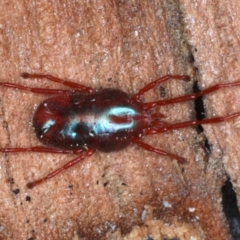 Rainbowia sp. (genus) at Majura, ACT - 4 Sep 2020