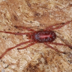 Rainbowia sp. (genus) at Majura, ACT - 4 Sep 2020