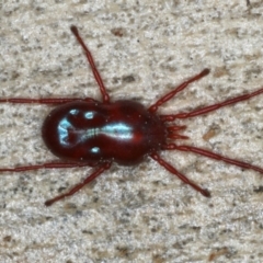 Rainbowia sp. (genus) at Majura, ACT - 4 Sep 2020