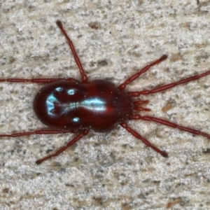 Rainbowia sp. (genus) at Majura, ACT - 4 Sep 2020