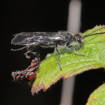 Tiphiidae (family) (Unidentified Smooth flower wasp) at Tidbinbilla Nature Reserve - 6 Sep 2020 by TimL