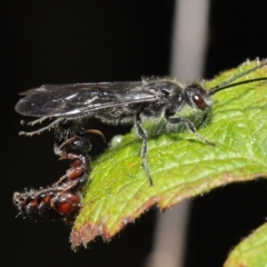 Tiphiidae (family) at Paddys River, ACT - 6 Sep 2020