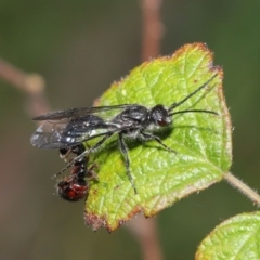 Tiphiidae (family) at Paddys River, ACT - 6 Sep 2020