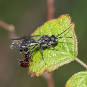 Tiphiidae (family) at Paddys River, ACT - 6 Sep 2020 01:10 PM