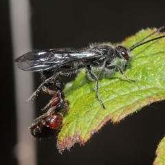 Tiphiidae (family) at Paddys River, ACT - 6 Sep 2020