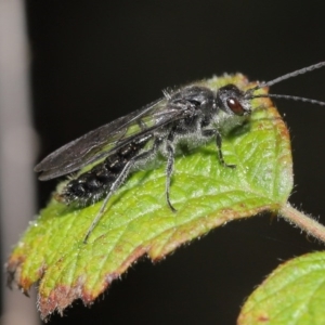 Tiphiidae (family) at Paddys River, ACT - 6 Sep 2020