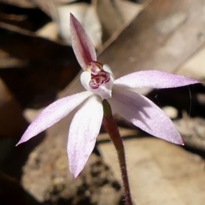 Caladenia carnea (Pink Fingers) at Wingecarribee Local Government Area - 2 Sep 2020 by GlossyGal