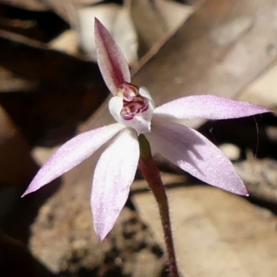 Caladenia carnea (Pink Fingers) at Wattle Ridge - 3 Sep 2020 by GlossyGal
