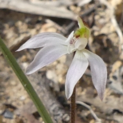 Caladenia carnea (Pink Fingers) at Upper Nepean State Conservation Area - 3 Sep 2020 by GlossyGal