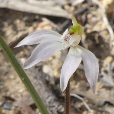 Caladenia carnea (Pink Fingers) at Wattle Ridge - 3 Sep 2020 by GlossyGal