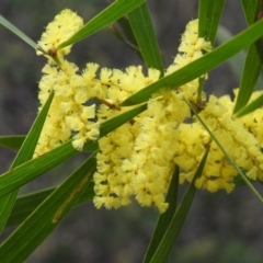 Acacia longifolia (Sydney Golden Wattle) at Wattle Ridge, NSW - 3 Sep 2020 by GlossyGal