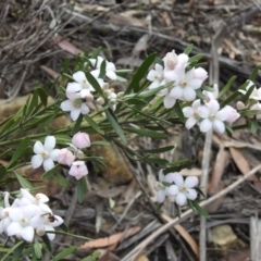 Eriostemon australasius (Pink Wax Flower) at Wattle Ridge, NSW - 2 Sep 2020 by GlossyGal
