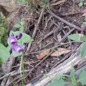 Glycine tabacina at Banks, ACT - 31 Mar 2020 07:08 PM