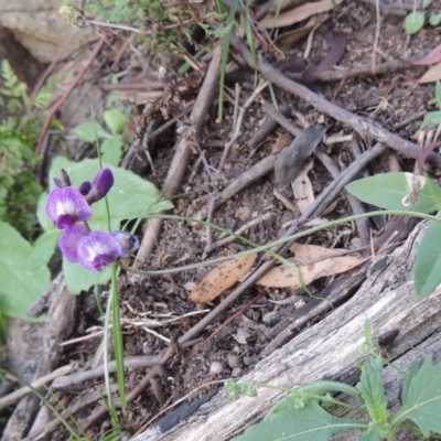 Glycine tabacina (Variable Glycine) at Rob Roy Range - 31 Mar 2020 by michaelb