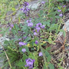 Glycine tabacina (Variable Glycine) at Rob Roy Range - 31 Mar 2020 by michaelb