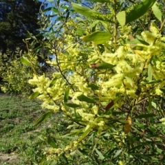 Acacia longifolia subsp. longifolia (sallow or Sydney golden wattle) at Jerrabomberra, ACT - 7 Sep 2020 by Mike