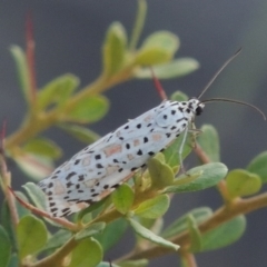 Utetheisa pulchelloides (Heliotrope Moth) at Banks, ACT - 31 Mar 2020 by michaelb