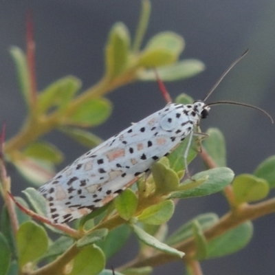 Utetheisa pulchelloides (Heliotrope Moth) at Banks, ACT - 31 Mar 2020 by michaelb