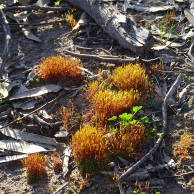 Ditrichaceae at Isaacs Ridge - 7 Sep 2020 by Mike