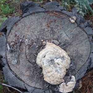 Trametes sp. at Isaacs, ACT - 7 Sep 2020 05:29 PM