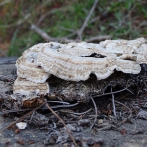 Trametes sp. at Isaacs, ACT - 7 Sep 2020