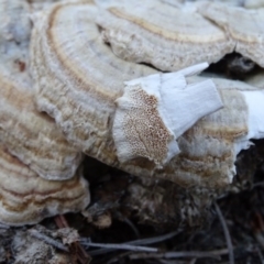 Trametes sp. at Isaacs, ACT - 7 Sep 2020 05:29 PM