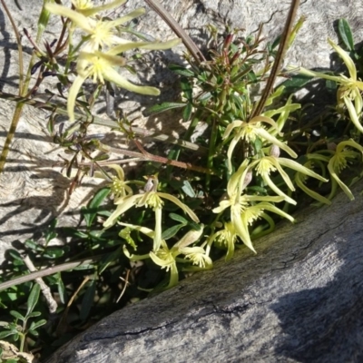 Clematis leptophylla (Small-leaf Clematis, Old Man's Beard) at Isaacs Ridge and Nearby - 7 Sep 2020 by Mike