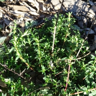 Hypericum perforatum (St John's Wort) at Isaacs, ACT - 7 Sep 2020 by Mike