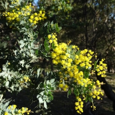 Acacia baileyana (Cootamundra Wattle, Golden Mimosa) at Isaacs Ridge - 7 Sep 2020 by Mike