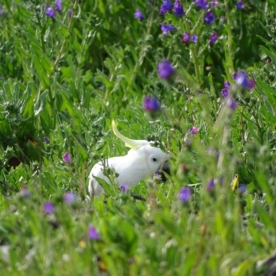 Cacatua galerita (Sulphur-crested Cockatoo) at O'Malley, ACT - 7 Sep 2020 by Mike