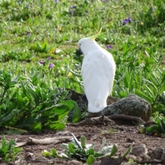 Cacatua galerita at O'Malley, ACT - 8 Sep 2020 08:04 AM