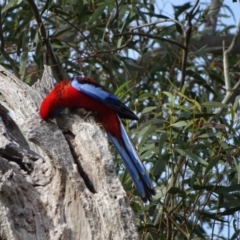 Platycercus elegans (Crimson Rosella) at O'Malley, ACT - 7 Sep 2020 by Mike