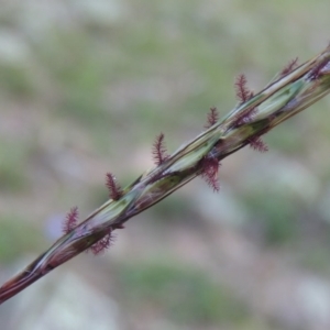 Bothriochloa macra at Conder, ACT - 31 Mar 2020