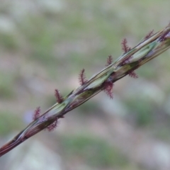 Aristida ramosa (Purple Wire Grass) at Conder, ACT - 31 Mar 2020 by michaelb