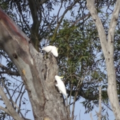 Cacatua galerita (Sulphur-crested Cockatoo) at O'Malley, ACT - 7 Sep 2020 by Mike