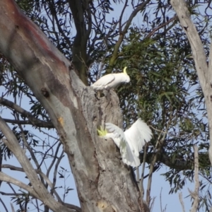 Cacatua galerita at O'Malley, ACT - 8 Sep 2020 08:09 AM