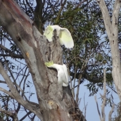 Cacatua galerita at O'Malley, ACT - 8 Sep 2020 08:09 AM