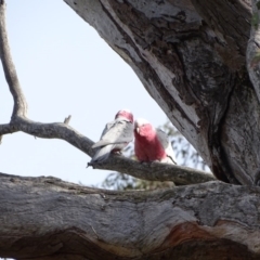 Eolophus roseicapilla (Galah) at O'Malley, ACT - 8 Sep 2020 by Mike