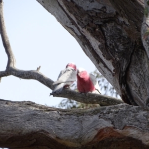 Eolophus roseicapilla at O'Malley, ACT - 8 Sep 2020