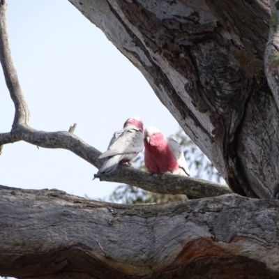 Eolophus roseicapilla (Galah) at O'Malley, ACT - 8 Sep 2020 by Mike