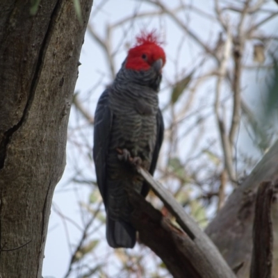 Callocephalon fimbriatum (Gang-gang Cockatoo) at Isaacs Ridge and Nearby - 7 Sep 2020 by Mike