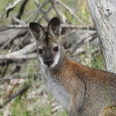 Notamacropus rufogriseus (Red-necked Wallaby) at Holt, ACT - 5 Sep 2020 by MatthewFrawley