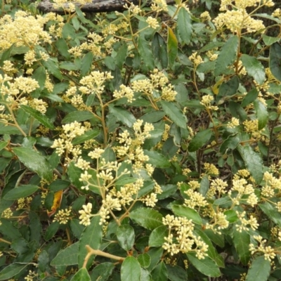 Pomaderris intermedia (Golden Pomaderris) at Holt, ACT - 5 Sep 2020 by MatthewFrawley