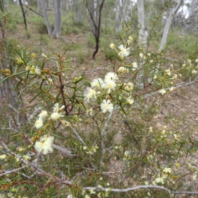 Acacia genistifolia (Early Wattle) at Aranda Bushland - 5 Sep 2020 by MatthewFrawley